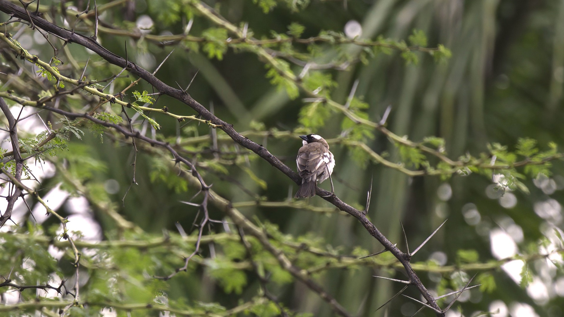 White-browed Sparrow-Weaver